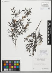 Foto von Salix repens subsp. rosmarinifolia (L.) Andersson